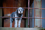 Aussidoodle