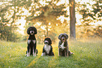 Aussiedoodle + Mittelpudel + Spanischer Wasserhund