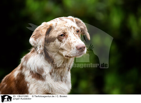 junger Aussiedor / young Aussiedor / CB-01280