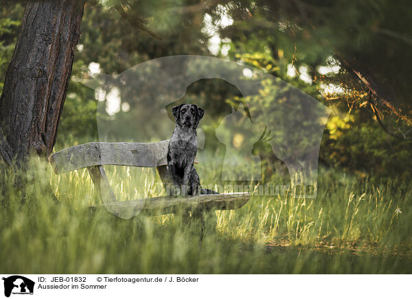 Aussiedor im Sommer / Aussiedor in summer / JEB-01832