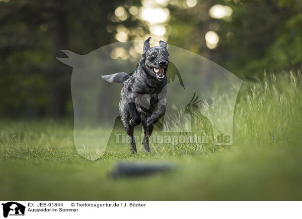 Aussiedor im Sommer / Aussiedor in summer / JEB-01844