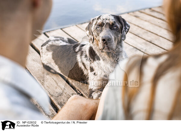 Aussiedor Rde / male Aussiedor / NP-02832