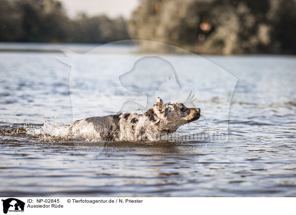 Aussiedor Rde / male Aussiedor / NP-02845