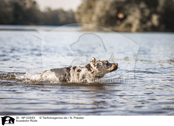 Aussiedor Rde / male Aussiedor / NP-02845