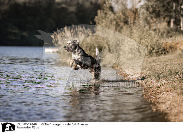 Aussiedor Rde / male Aussiedor / NP-02848