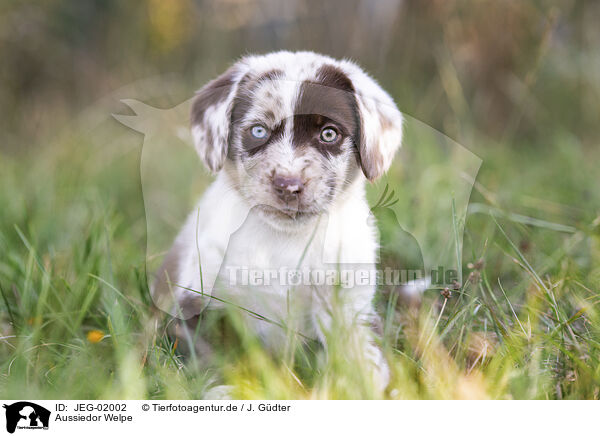 Aussiedor Welpe / Aussiedor Puppy / JEG-02002