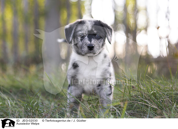 Aussiedor Welpe / Aussiedor Puppy / JEG-02030