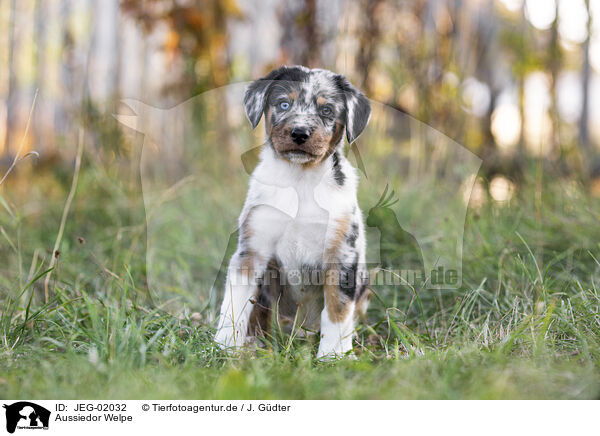 Aussiedor Welpe / Aussiedor Puppy / JEG-02032