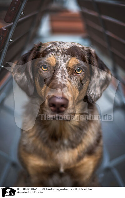 Aussiedor H�ndin / female Aussiedor / KR-01041