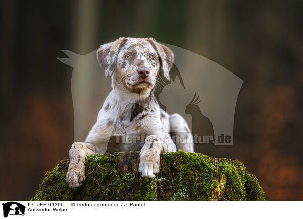 Aussiedor Welpe / Aussiedor Puppy / JEP-01366