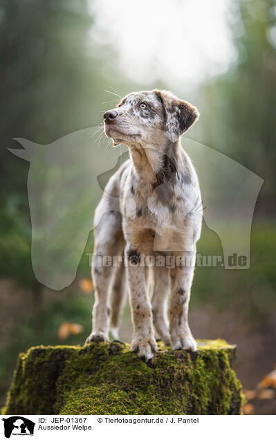 Aussiedor Welpe / Aussiedor Puppy / JEP-01367