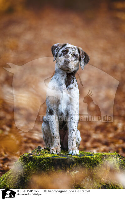 Aussiedor Welpe / Aussiedor Puppy / JEP-01379