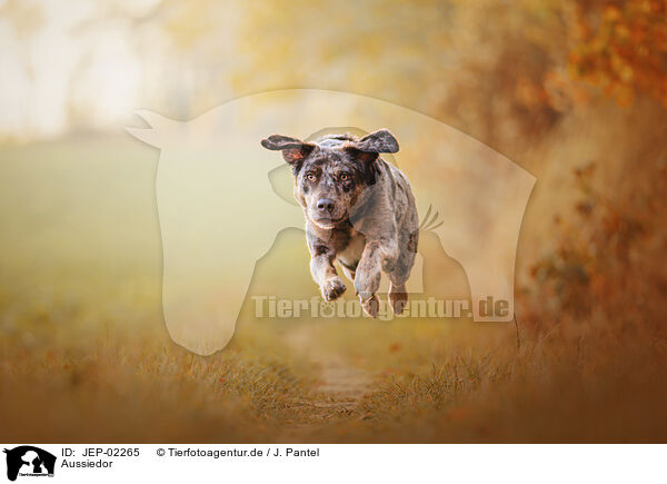 Aussiedor / Aussiedor / JEP-02265