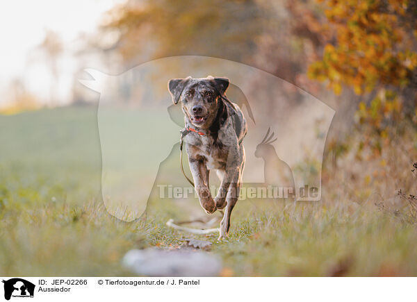 Aussiedor / Aussiedor / JEP-02266