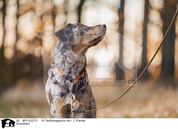 Aussiedor / Aussiedor / JEP-02273