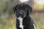 Aussiedor Welpe