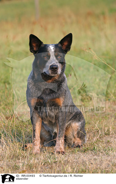 sitzender / sitting Australian Cattle Dog / RR-00493