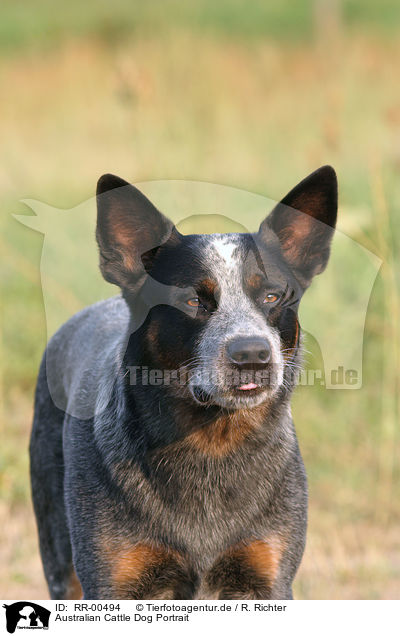 Australian Cattle Dog Portrait / RR-00494
