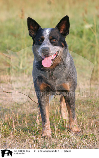 stehender / standing Australian Cattle Dog / RR-00495