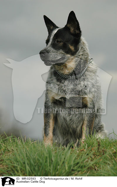 Australian Cattle Dog / Australian Cattle Dog / MR-02593