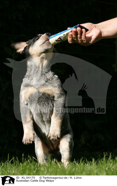 Australian Cattle Dog Welpe / KL-04170