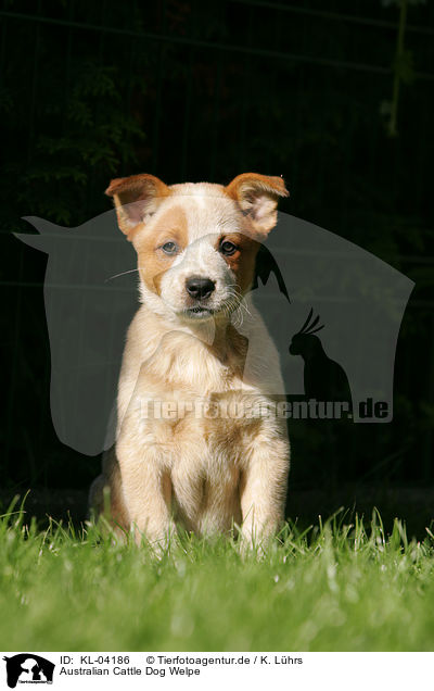Australian Cattle Dog Welpe / Australian Cattle Dog Puppy / KL-04186