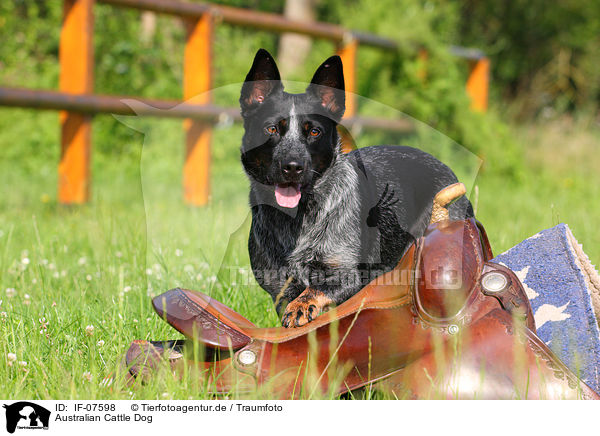 Australian Cattle Dog / Australian Cattle Dog / IF-07598