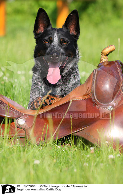liegender Australian Cattle Dog / lying Australian Cattle Dog / IF-07600