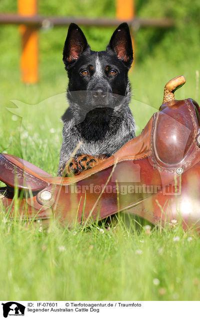 liegender Australian Cattle Dog / lying Australian Cattle Dog / IF-07601