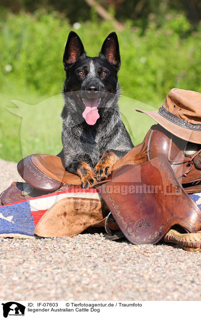 liegender Australian Cattle Dog / lying Australian Cattle Dog / IF-07603