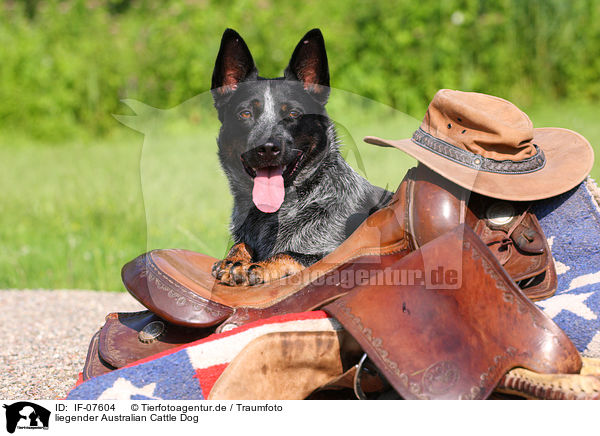liegender Australian Cattle Dog / lying Australian Cattle Dog / IF-07604