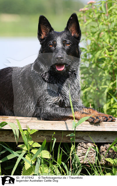 liegender Australian Cattle Dog / lying Australian Cattle Dog / IF-07642