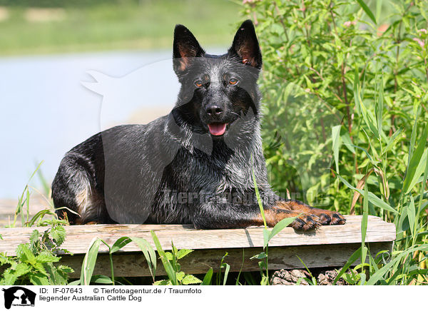 liegender Australian Cattle Dog / lying Australian Cattle Dog / IF-07643