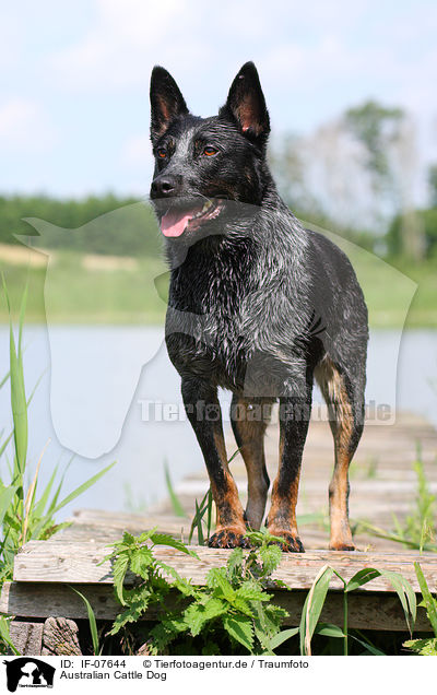 Australian Cattle Dog / Australian Cattle Dog / IF-07644