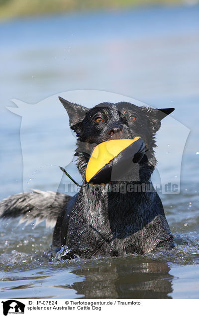 spielender Australian Cattle Dog / playing Australian Cattle Dog / IF-07824