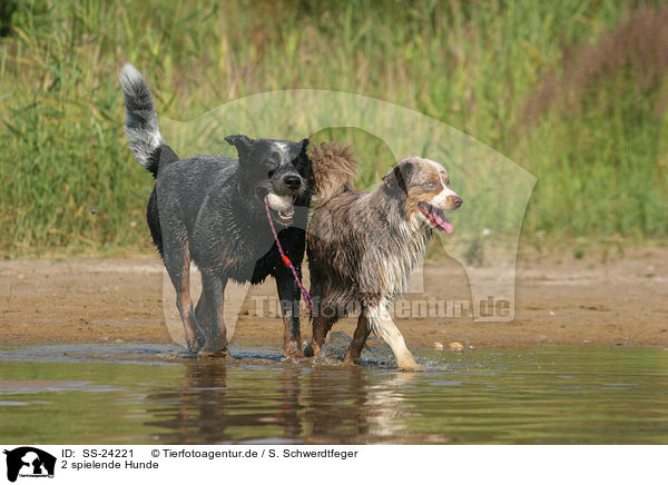 2 spielende Hunde / 2 playing dogs / SS-24221