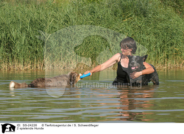 2 spielende Hunde / 2 playing dogs / SS-24226