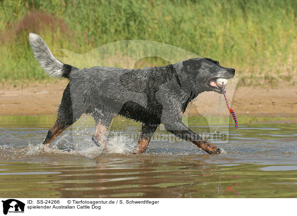 spielender Australian Cattle Dog / playing Australian Cattle Dog / SS-24266