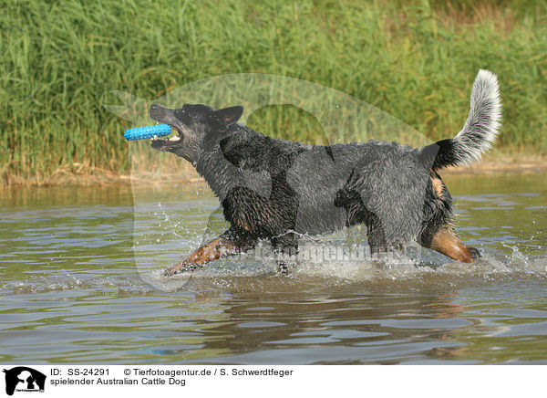 spielender Australian Cattle Dog / playing Australian Cattle Dog / SS-24291
