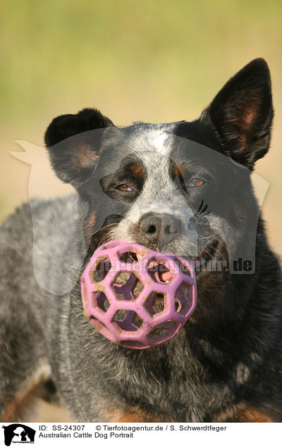 Australian Cattle Dog Portrait / Australian Cattle Dog Portrait / SS-24307