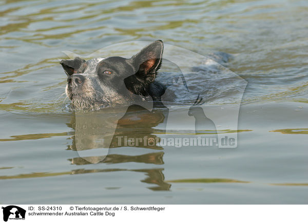 schwimmender Australian Cattle Dog / swimming Australian Cattle Dog / SS-24310