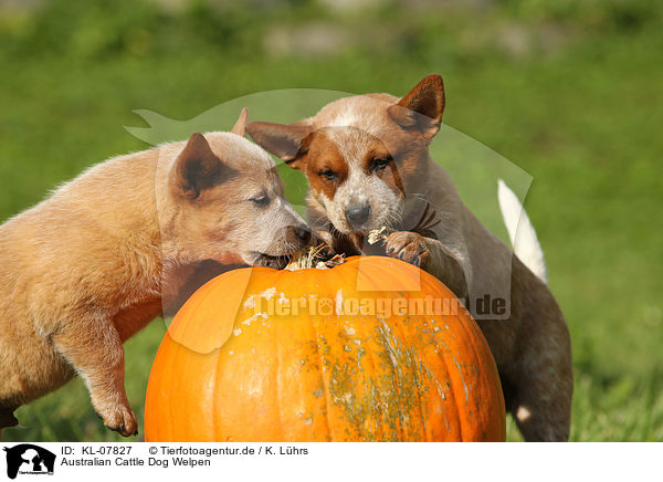 Australian Cattle Dog Welpen / KL-07827
