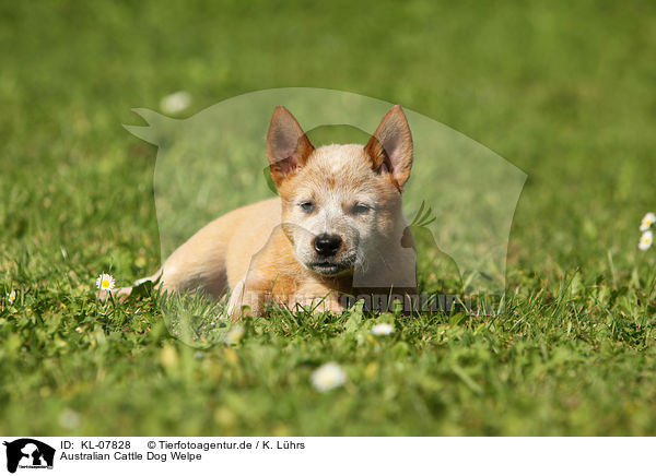 Australian Cattle Dog Welpe / KL-07828
