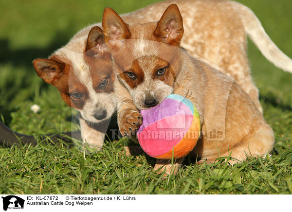 Australian Cattle Dog Welpen / Australian Cattle Dog Puppies / KL-07872