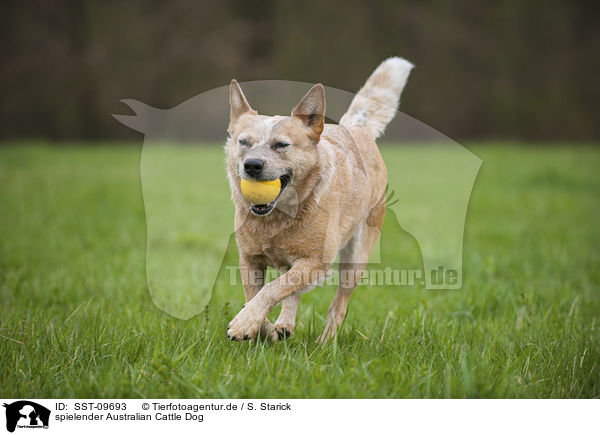 spielender Australian Cattle Dog / playing Australian Cattle Dog / SST-09693