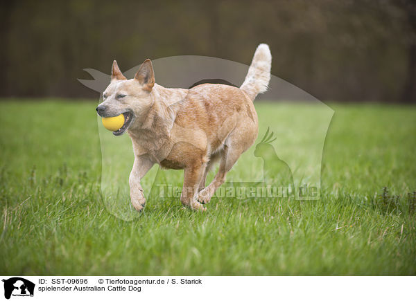 spielender Australian Cattle Dog / playing Australian Cattle Dog / SST-09696