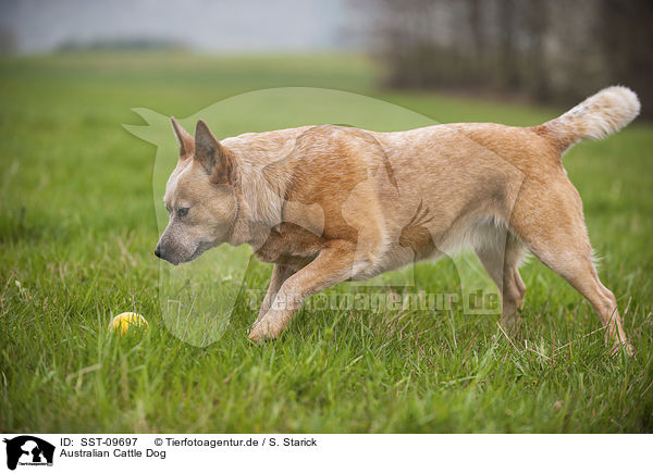 Australian Cattle Dog / Australian Cattle Dog / SST-09697