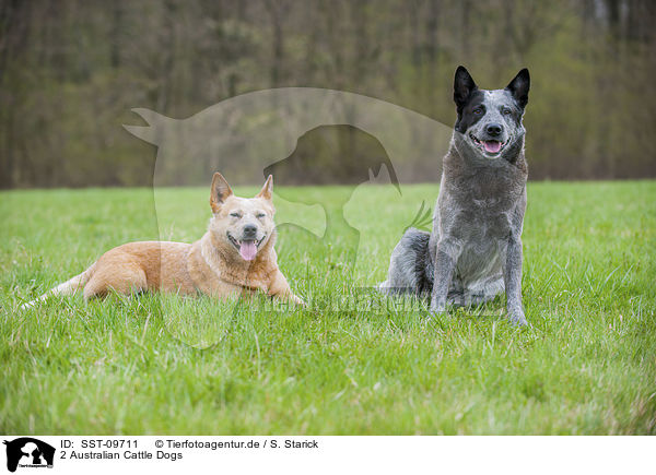 2 Australian Cattle Dogs / 2 Australian Cattle Dogs / SST-09711
