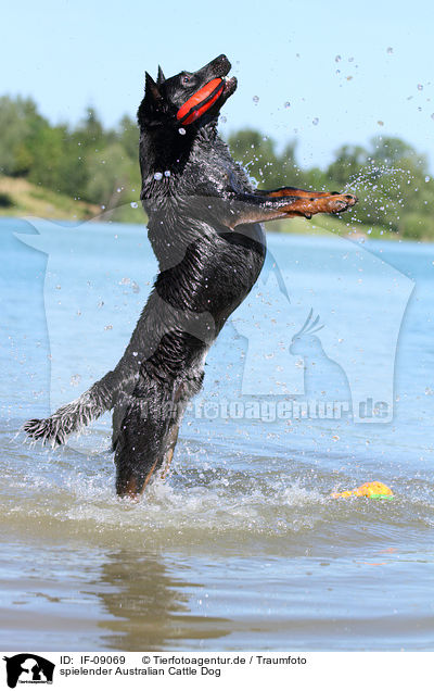 spielender Australian Cattle Dog / playing Australian Cattle Dog / IF-09069