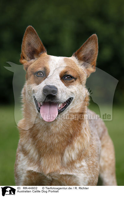 Australian Cattle Dog Portrait / Australian Cattle Dog Portrait / RR-44802
